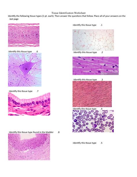 Tissue Worksheet Tissue Identification Worksheet Identify the