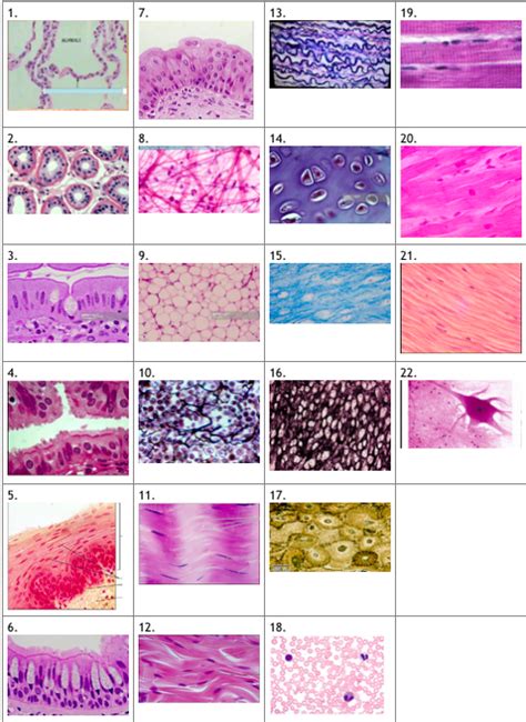Tissue identification quizlet. blood tissue. skeletal muscle tissue. cardiac muscle tissue. smooth muscle. neuron. simple squamous epithelium-- structure, locations, function. structure- a single layer of thin, tightly packed flattened cells, their nuclei are usually broad and thin (cells look like fried eggs); location- air sacs of lungs, walls of capillaries; 