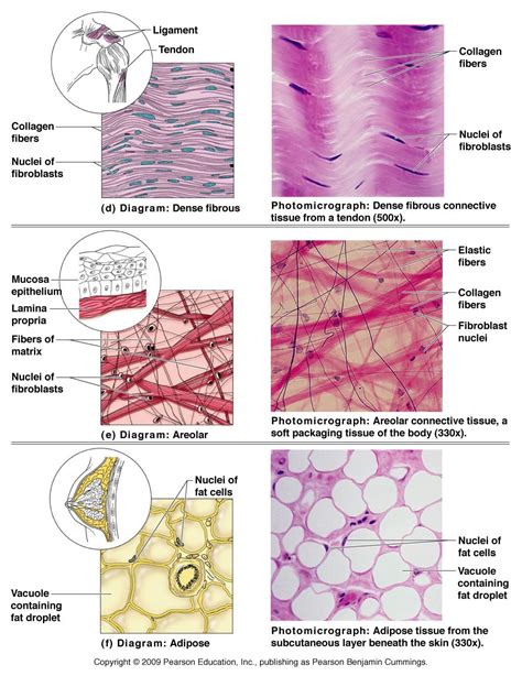 Tissues - Tissue notes - TISSUES. List the 4 types of tissues