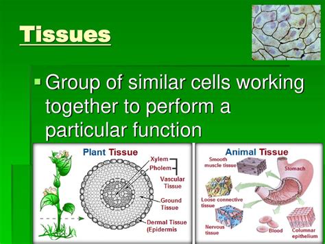 Tissues group of cells that are similar in structure and function
