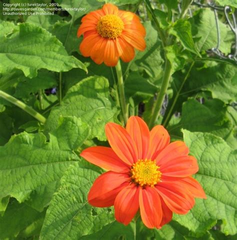 Tithonia, Mexican Sunflower Goldfinger information