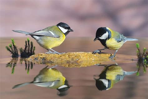 Tits birds.  Less Searching, More Finding With Getty Images.  As small passe...