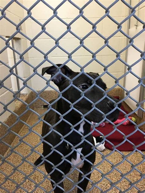 Tjoconnor animal shelter. Thomas J. O'Connor Animal Control and Adoption Center Reels, Springfield, Massachusetts. 48,324 likes · 3,113 talking about this · 4,144 were here. TJO provides animal control services for... 