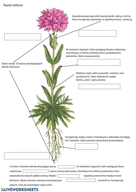 Tkanki roślinne- kartkówka- klasa 5 - Liveworksheets