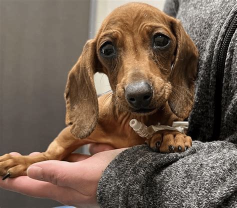 Tn dachshund rescue. Oliver is around 5/6 lbs and will require a privacy fence. He seems to not like men and can growl and nip with new people. No young children for him. He is not leash trained or potty trained. 
