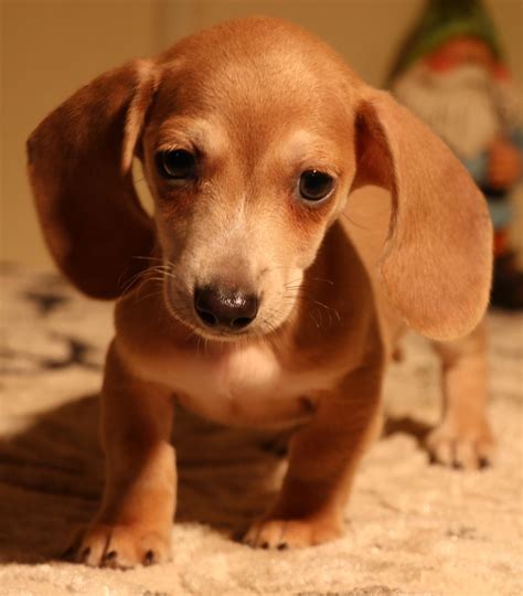 Tn miniature dachshunds. Things To Know About Tn miniature dachshunds. 