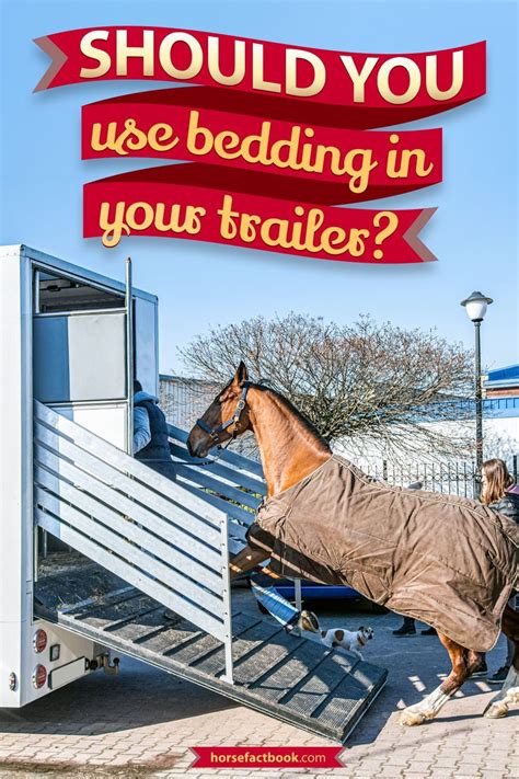 To Bed Or Not To Bed: Should You Use Bedding In A Horse Trailer?