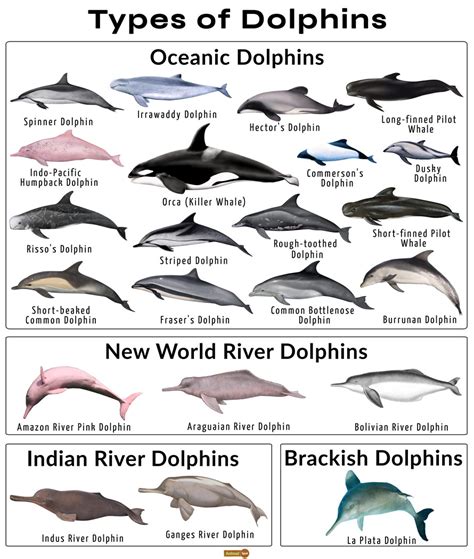 To Do List Dolphins Small
