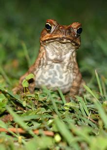 To Fight Croc-Killing Toads, Australians Turn to "Cane …