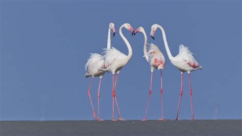 To Protect India’s Flamingos, We Need To Know How Many …