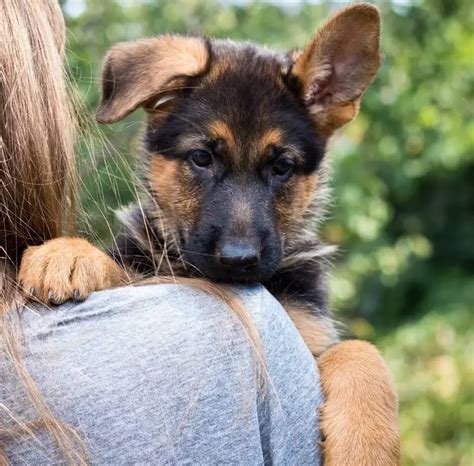 To be a mini German Shepherd you need to be less than …