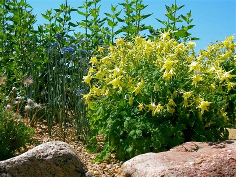 To conserve gardening resources, utilize Colorado native plants at home