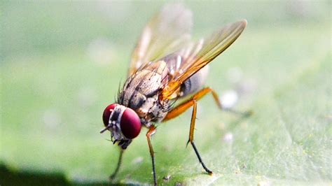 To fight berry-busting fruit flies, researchers focus on sterilizing the bugs
