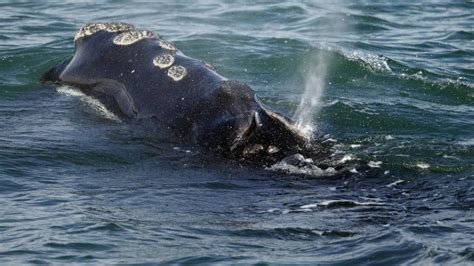 To help rare whales, Maine and Massachusetts will spend $27 million on data and gear improvements