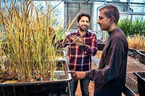 To reproduce, new rice plant clones itself - Futurity