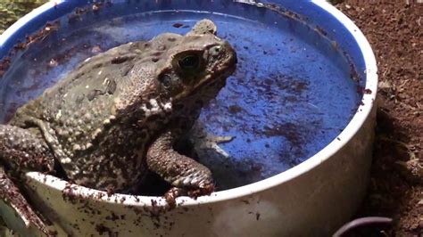 Toad eat dog food - YouTube