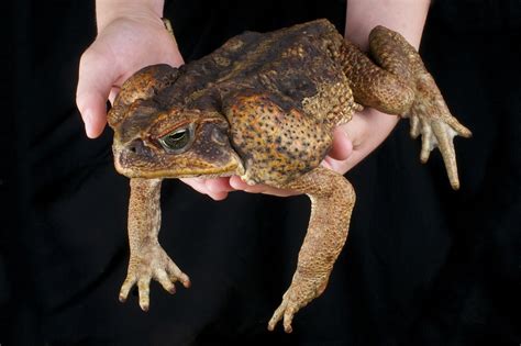 Toad safe. However, toads are toxic, as they are able to secrete a poison through their skin. That means that if your pup eats, licks, or chews on a toad, it is potentially at risk for toad poisoning . Most such dog-vs-amphibian encounters only cause temporary mild symptoms, including drooling or vomiting. 