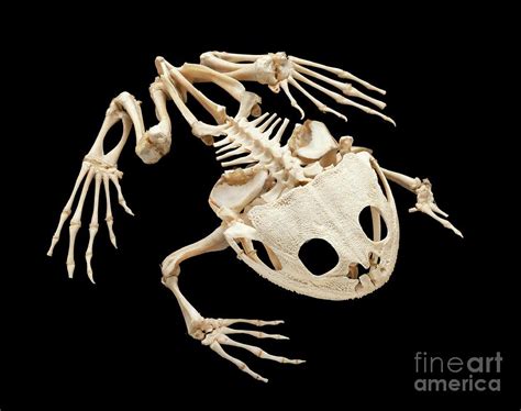 🍌 XXX Toadbones Onlyfans Leak