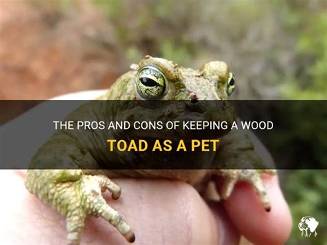 Toads As Pets: Pros And Cons – PatchPets