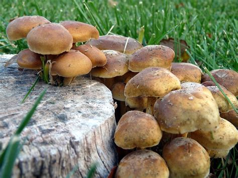 Toadstool Mushroom Mushrooms Red - Free photo on Pixabay