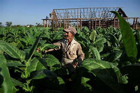 Tobacco Plants Used to Create Moth Sex Pheromones