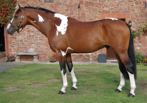 Tobiano Warmblood Stallion review from Horse Scout