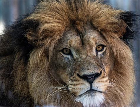 Tobias, leader of Denver Zoo’s African lion pride, euthanized after severe inection