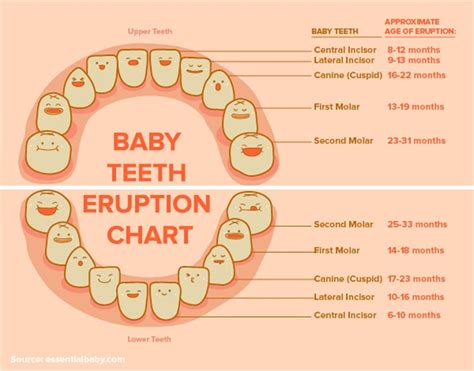 Toddler Teeth Chart