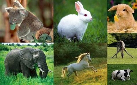 Todo sobre los animales herbívoros Todo Sobre Animales