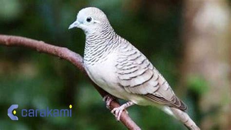 Togell hongkong 11 november 2016. Kode alam burung perkutut.