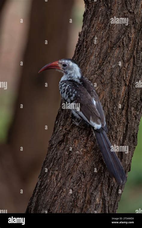 Tokus Halı ve Koltuk Yıkama