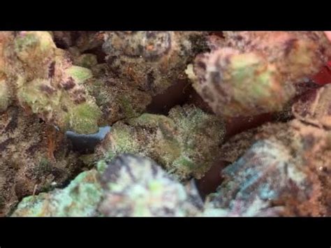 Tokyo sunset weed strain. Discover a premium selection of cannabis flower at Tokyo Starfish Dispensary in Bend, Oregon. Explore our strains and elevate your cannabis experience with ... 