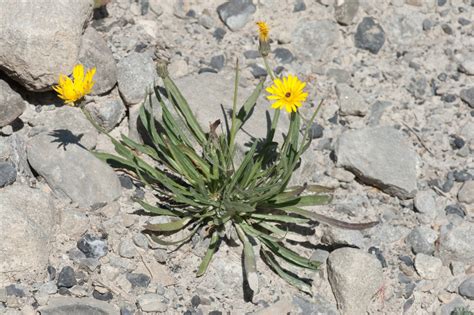 The genus Tolpis is largely restricted to the Canary Islands, where all of the endemic species except one are self-incompatible perennials (as indicated by levels of selfed seed set). A recent study suggested that self-incompatibility is leaky in some populations (Crawford et al. 2008, Int. J. Plant Sci. 169: 782-791).In the present study, allozyme markers were used to examine the mating ...