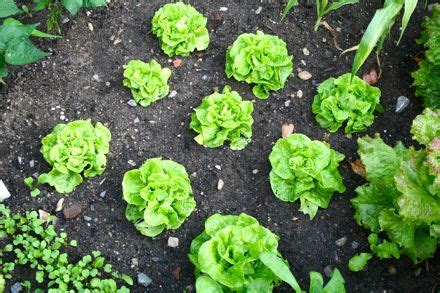 Tom Thumb Lettuce My Tiny Plot