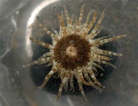 Tomales Bay invaded by self-cloning sea anemones from Southern Hemisphere