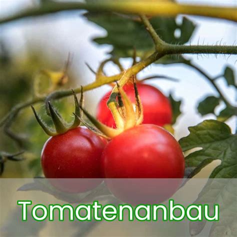 Tomaten die komplette anleitung für anfänger zum anbau eigener tomatenbehälter garten tomaten. - Marantz sr19 av surround receiver service manual download.