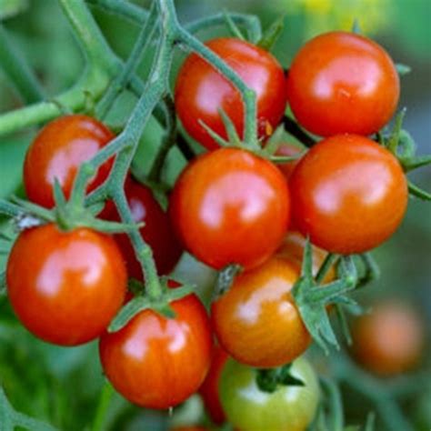 Tomato - Garden Pearl - Seed Megastore Ltd