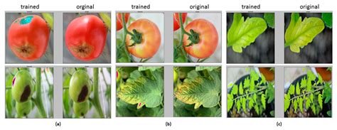 Tomato Deficiency Chart