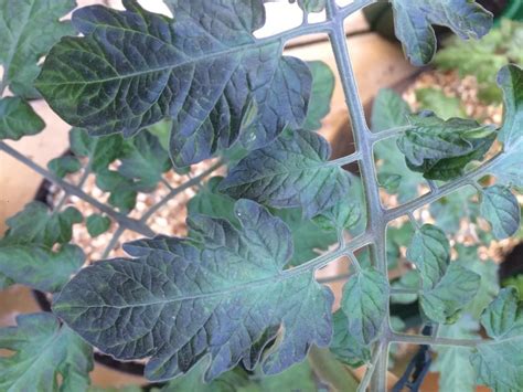 Tomato Leaves Turning Purple: Cause and Cure - My Dad Garden