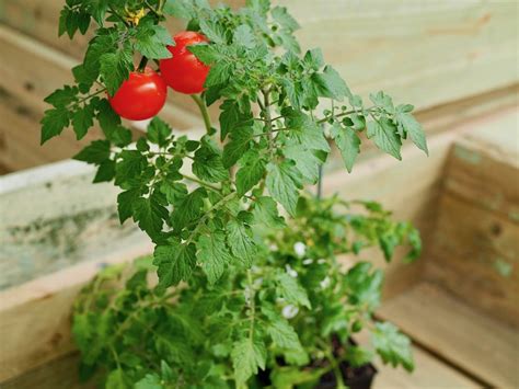 Tomato Plant - Diaco