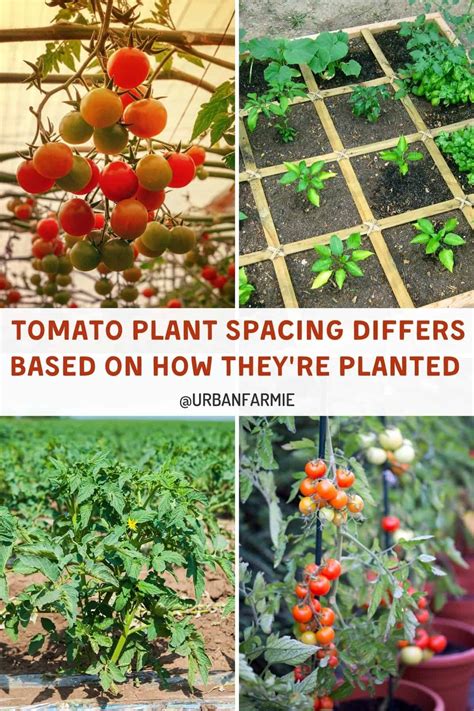 Tomato Plant Spacing – How Far Apart to Plant Tomatoes?