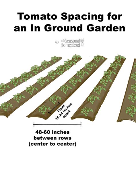 Tomato Plant Spacing Chart