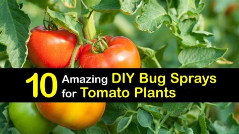 Tomato blight spray recipe. .  ...