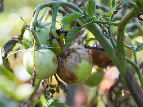 Tomato blight treatment. Jun 15, 2021 · The late blight symptoms become more obvious when the area around the lesions appears water soaked or bruised and turns grey-green or yellowed. Each late tomato blight lesion can produce up to 300,000 sporangia a day and each of those sporangium are capable of forming a new lesion. Once begun, late blight tomato disease can sweep … 