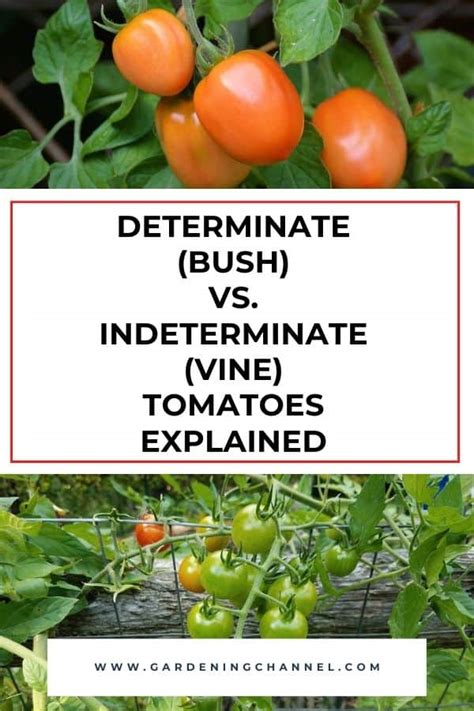 Tomato determinate or indeterminate. The difference in determinate tomatoes vs indeterminate tomatoes is not flavor, color, or size. It’s about growth habit. Determinates are sometimes referred to as “bush tomatoes.” Indeterminates are often … 