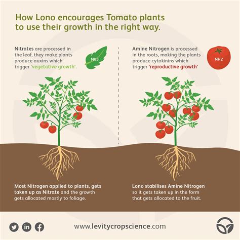 Tomato fertilizer recommendations.  Learn about essential nutrients, Here’s a comple...