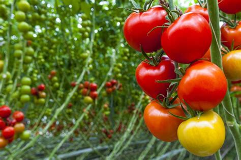 Tomato growers. Things To Know About Tomato growers. 