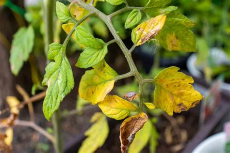 Tomato plant leaves turning yellow. Nothing beats the taste of fresh, juicy tomatoes bursting with flavors you pluck straight from the vines. So, it can be concerning when you discover the leaves of … 