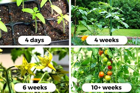 Tomato plant. .  ...