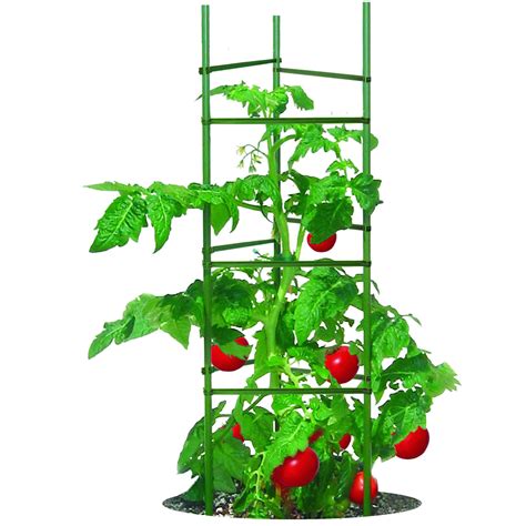 About this item 【TOMATO CAGES SET】Each package contains 4 sturdy plant support cages and 1 garden twist tie.Support sticks height: 18 inches, 3 adjustable rings diameter: 5.5 inch / 6.3 inch / 7.1 inch.Perfect size for seedlings & starter plants.NOTE: SMALL PLANT CAGES ARE NOT SUITABLE FOR LARGE PLANTS, PLEASE CHECK THE SIZE CAREFULLY BEFORE PURCHASING.
